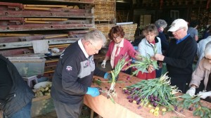 parage des tulipes